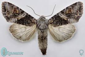 Attēlu rezultāti vaicājumam “Lacanobia contigua”