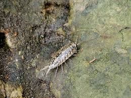 Attēlu rezultāti vaicājumam “Oniscoidea”