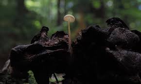 Attēlu rezultāti vaicājumam “Ionomidotis irregularis”