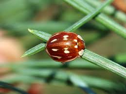 Attēlu rezultāti vaicājumam “Myzia oblongoguttata”