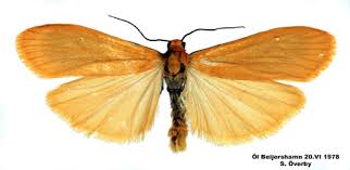 Attēlu rezultāti vaicājumam “Eilema sororcula”