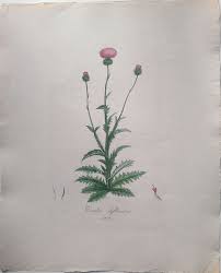 Image result for Alpendistel