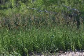 Attēlu rezultāti vaicājumam “Juncus balticus”