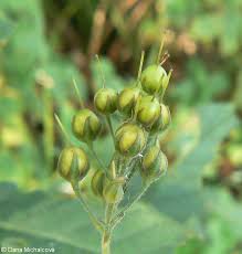 Attēlu rezultāti vaicājumam “Lysimachia vulgaris fruit”