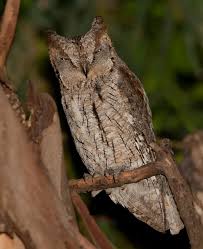 Image result for Otus scops
