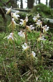 Attēlu rezultāti vaicājumam “Epipogium aphyllum flower”