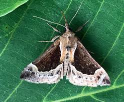 Attēlu rezultāti vaicājumam “Hypena crassalis”