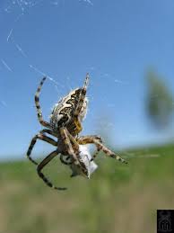 Attēlu rezultāti vaicājumam “Aculepeira ceropegia”