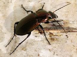 Attēlu rezultāti vaicājumam “Poecilus cupreus”