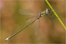 Attēlu rezultāti vaicājumam “Lestes virens”