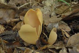 Attēlu rezultāti vaicājumam “Otidea onotica”