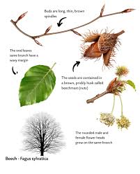 Attēlu rezultāti vaicājumam “Fagus sylvatica male flower”