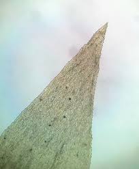 Attēlu rezultāti vaicājumam “Rhytidiadelphus triquetrus sporophyte”