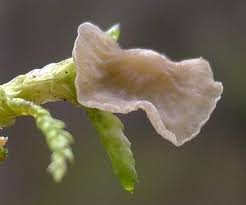 Attēlu rezultāti vaicājumam “Arrhenia retiruga”