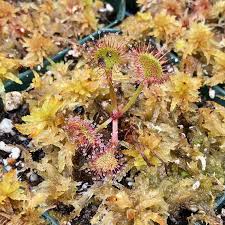 Attēlu rezultāti vaicājumam “Drosera rotundifolia”