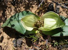 Attēlu rezultāti vaicājumam “Colchicum luteum flower”