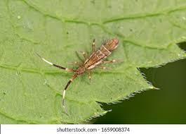 Attēlu rezultāti vaicājumam “Orchesella flavescens”