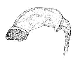 Attēlu rezultāti vaicājumam “Paraleucobryum longifolium”