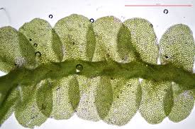 Attēlu rezultāti vaicājumam “Jamesoniella autumnalis sporophyte”