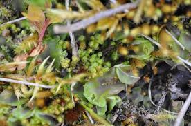 Attēlu rezultāti vaicājumam “Lophozia longidens”