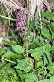 Attēlu rezultāti vaicājumam “Stachys sylvatica flower”