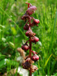 Attēlu rezultāti vaicājumam “Pyrola minor bud”