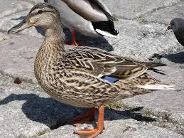 Attēlu rezultāti vaicājumam “Anas platyrhynchos female”