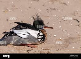 Attēlu rezultāti vaicājumam “Mergus serrator”