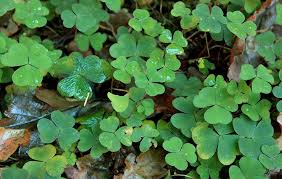 Attēlu rezultāti vaicājumam “Oxalis acetosella fruit”