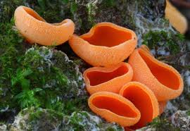 Attēlu rezultāti vaicājumam “Aleuria aurantia”