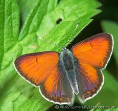 Attēlu rezultāti vaicājumam “Lycaena hippothoe”