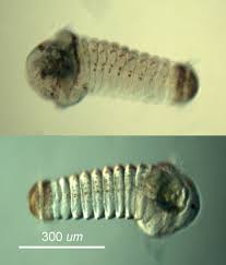 Attēlu rezultāti vaicājumam “Gynaephora selenitica larva”
