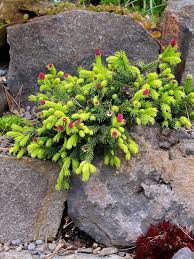 Attēlu rezultāti vaicājumam “Picea abies female flower”