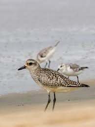 Attēlu rezultāti vaicājumam “Pluvialis squatarola”