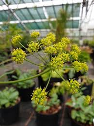 Attēlu rezultāti vaicājumam “Umbelliferae”