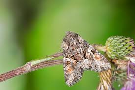 Attēlu rezultāti vaicājumam “Lacanobia contigua”