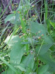 Attēlu rezultāti vaicājumam “Scrophularia nodosa leaf”