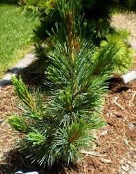 Image result for Pinus cembra