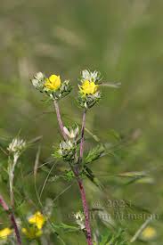 Attēlu rezultāti vaicājumam “Potentilla arenaria bud”