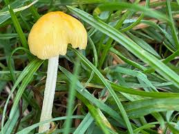 Attēlu rezultāti vaicājumam “Bolbitius vitellinus”