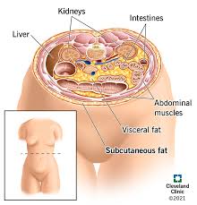 Image result for fat