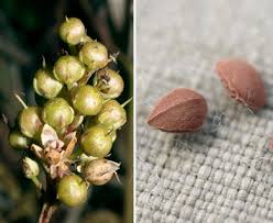 Attēlu rezultāti vaicājumam “Lysimachia thyrsiflora bud”