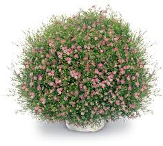 Attēlu rezultāti vaicājumam “Gypsophila muralis”