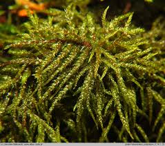 Attēlu rezultāti vaicājumam “Hylocomiastrum umbratum”