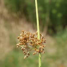Attēlu rezultāti vaicājumam “Juncus effusus fruit”