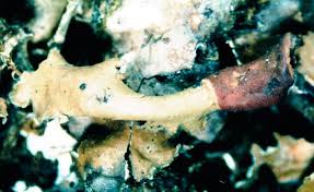 Attēlu rezultāti vaicājumam “Peltigera polydactylon”