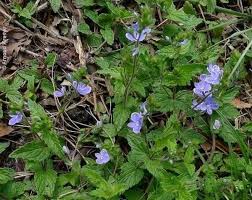 Image result for Veronica chamaedrys