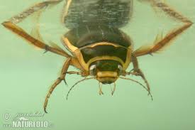 Attēlu rezultāti vaicājumam “Dytiscus marginalis”