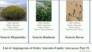 Attēlu rezultāti vaicājumam “Saussurea esthonica flower”