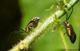 Attēlu rezultāti vaicājumam “Psocoptera”